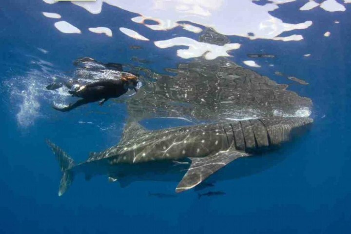 a fish swimming under water